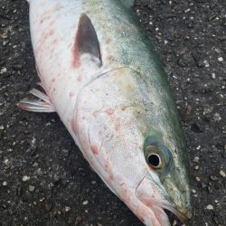 青物釣り