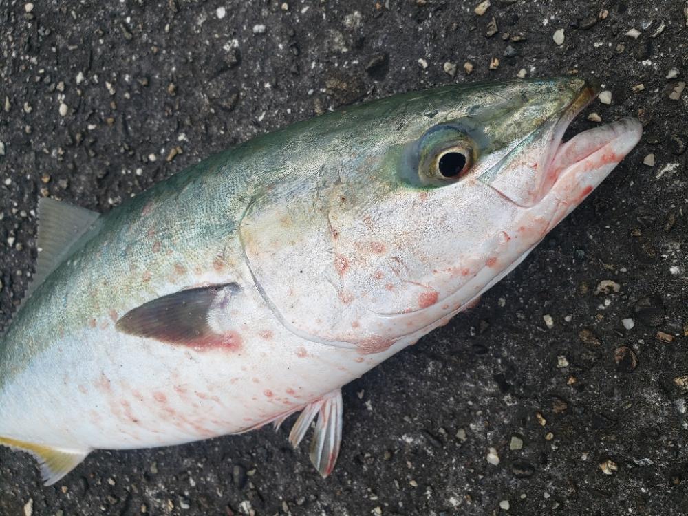 青物釣り