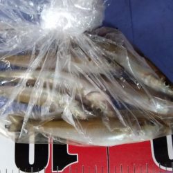 室津の投げ釣り