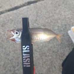 助松埠頭アジング