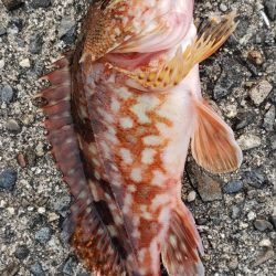 アジ探し@衣奈周辺