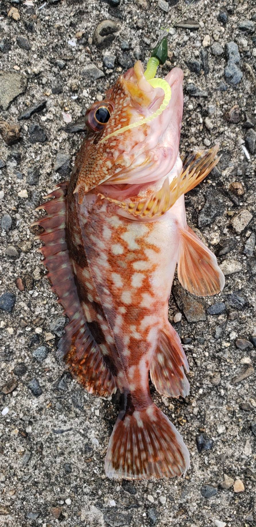 アジ探し@衣奈周辺