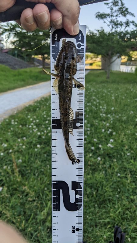 旧中川上流 ハゼ釣り