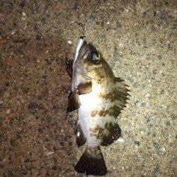 メバルを求めて