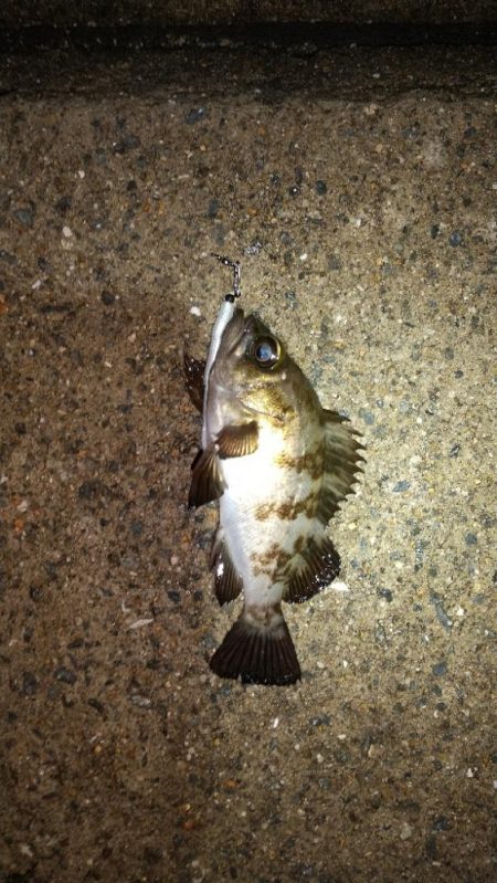 メバルを求めて