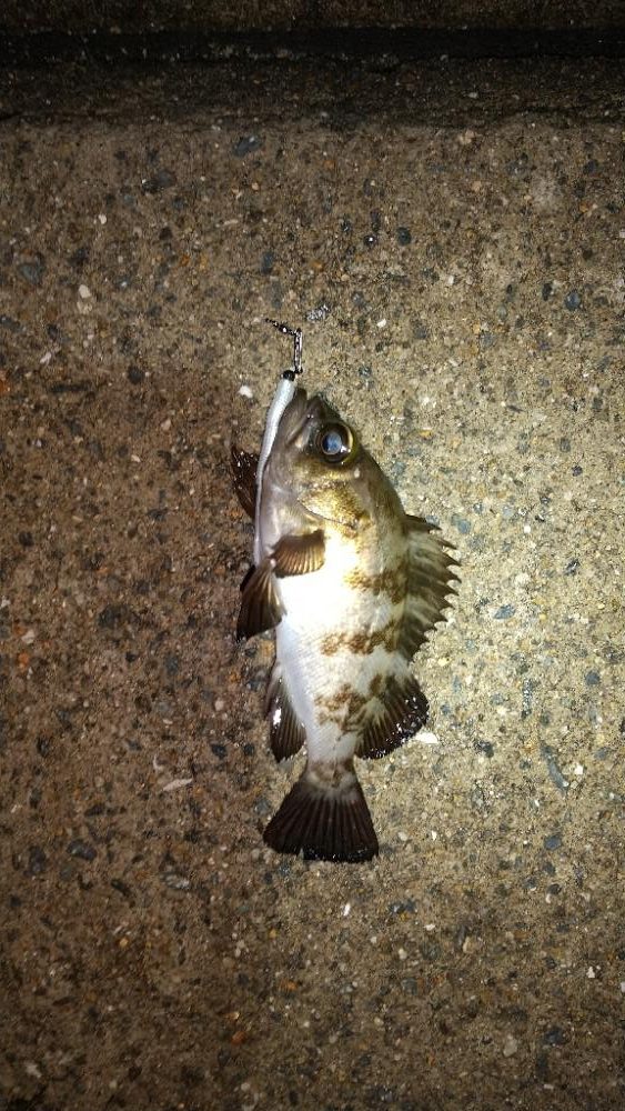 メバルを求めて