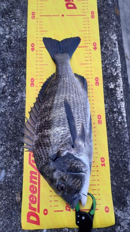 ポッパー楽しッ＼(^^)／