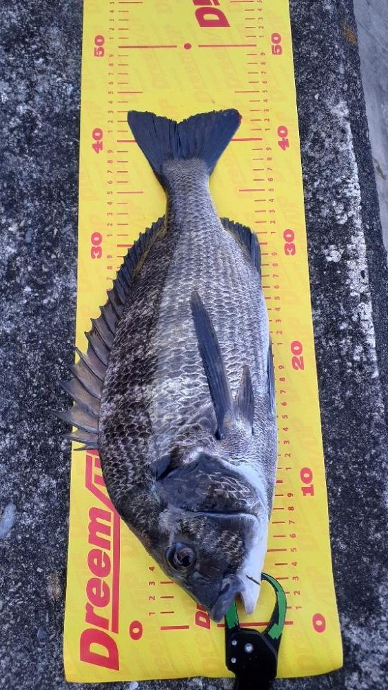 ポッパー楽しッ＼(^^)／