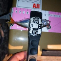 悶絶豆アジング