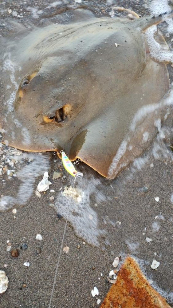 フラットフィシュ?