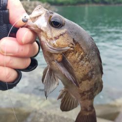 久しぶりに小浜でライトゲーム