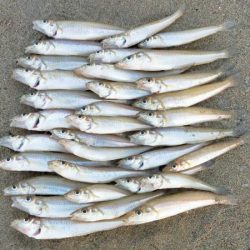 由良川河口でキス釣り