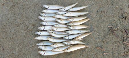 由良川河口でキス釣り