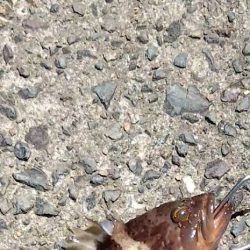 サーフでアオハタ。