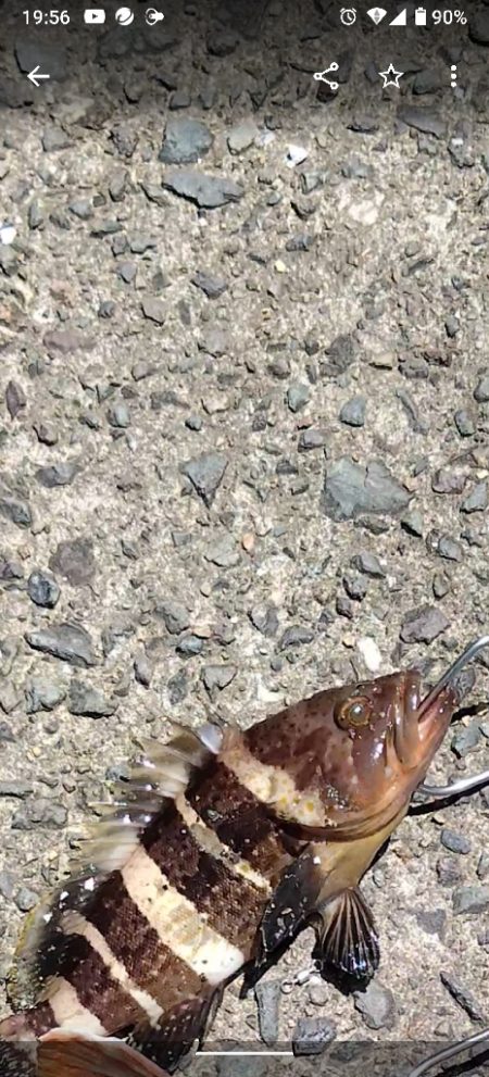 サーフでアオハタ。