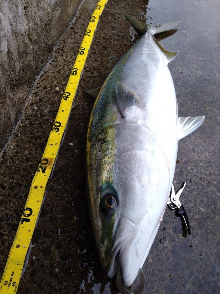 ブレードジグでブリ！