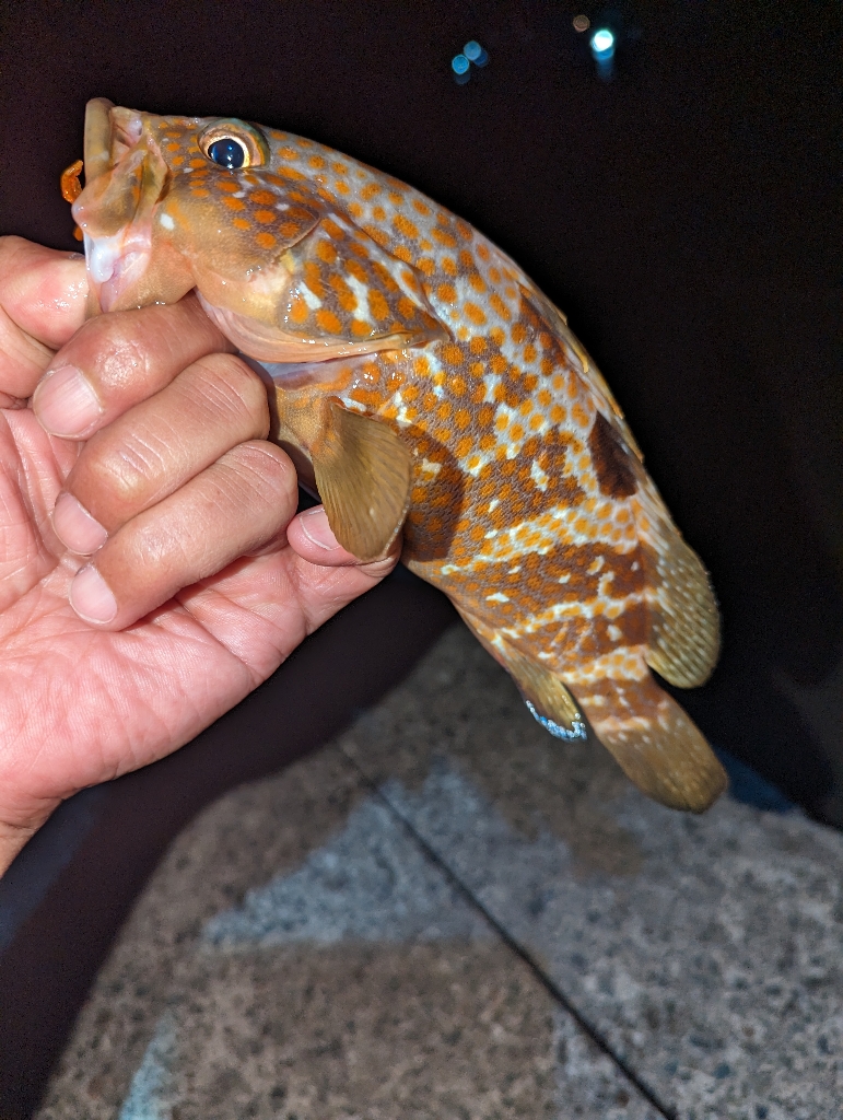 陸っぱり釣行記