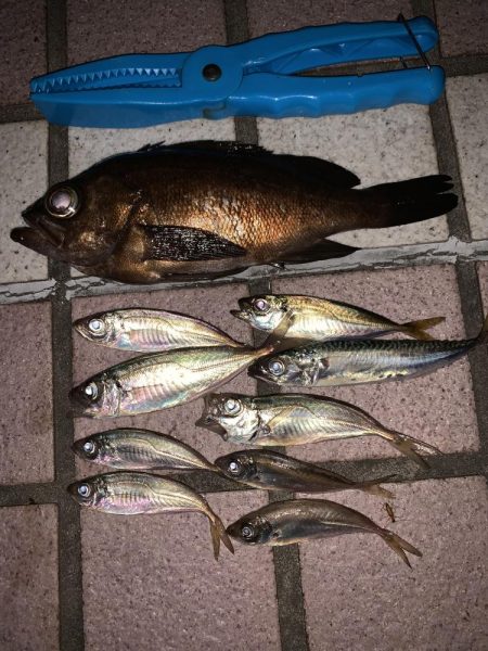 アジ・メバル釣果