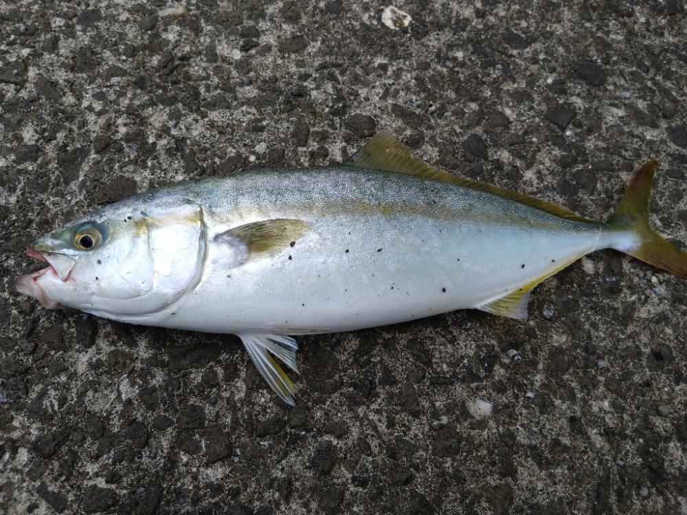 連日のハガツオ釣行