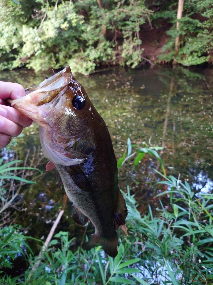 仕事前フィッシュ！