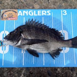 ふかせ釣り第8戦💦