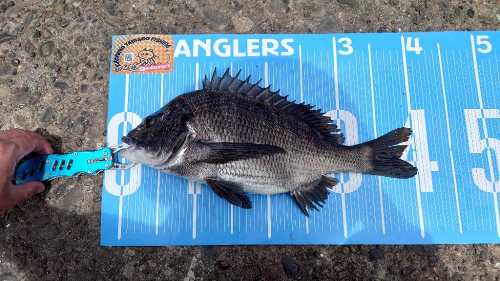 ふかせ釣り第8戦💦