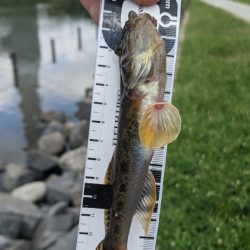 旧中川 ハゼ 束越え