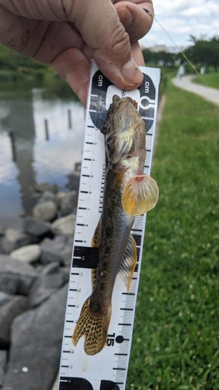 旧中川 ハゼ 束越え