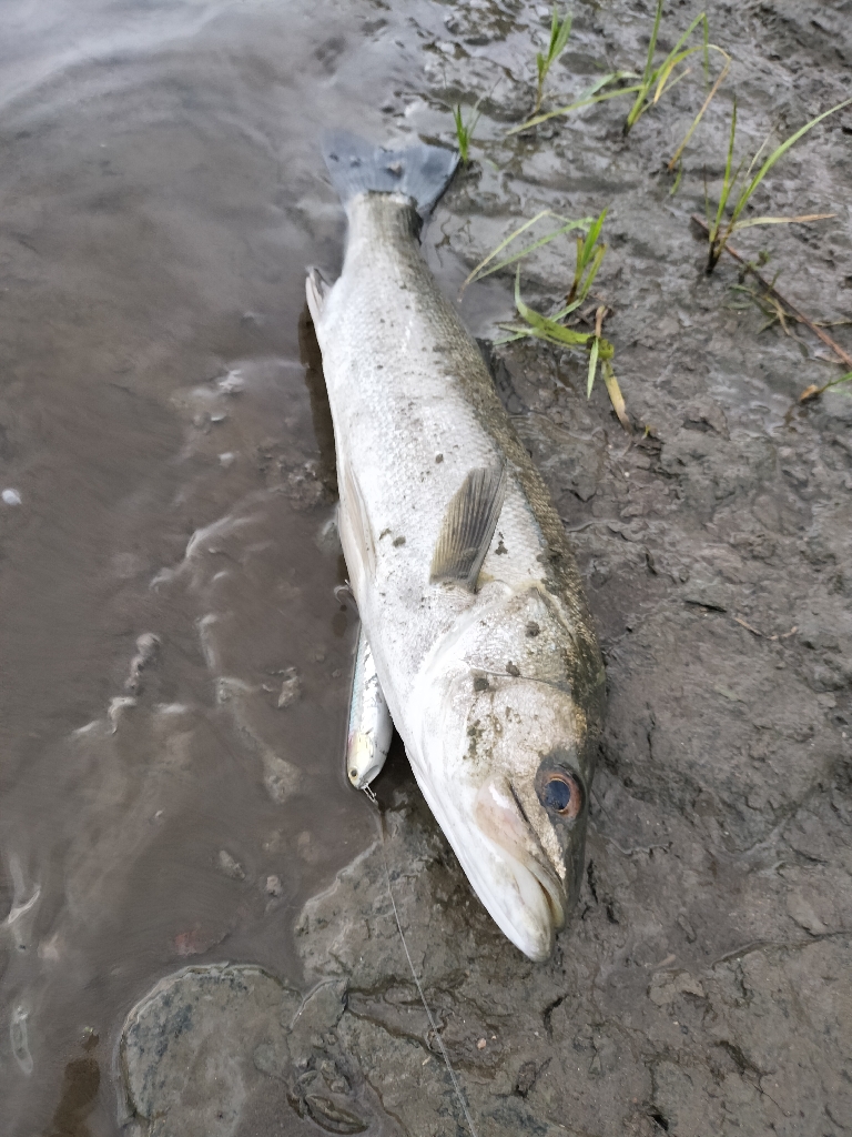 トップウォーターシーバス