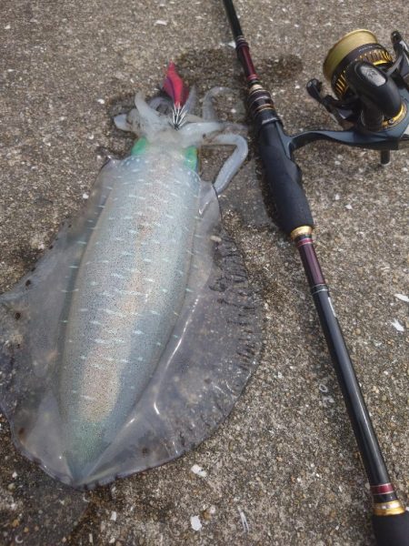 灼熱エギングIN対馬