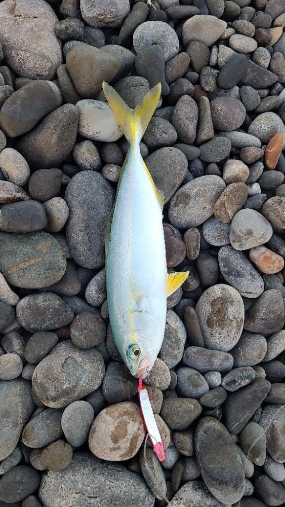 久しぶりの青物