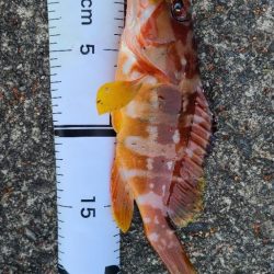 辛うじてロックフィッシュで