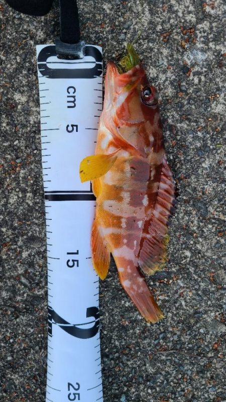 辛うじてロックフィッシュで