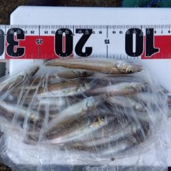 苅屋海岸のキス釣り