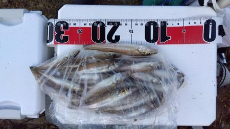 苅屋海岸のキス釣り