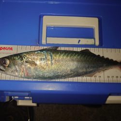 大サバ釣り終盤戦🎣