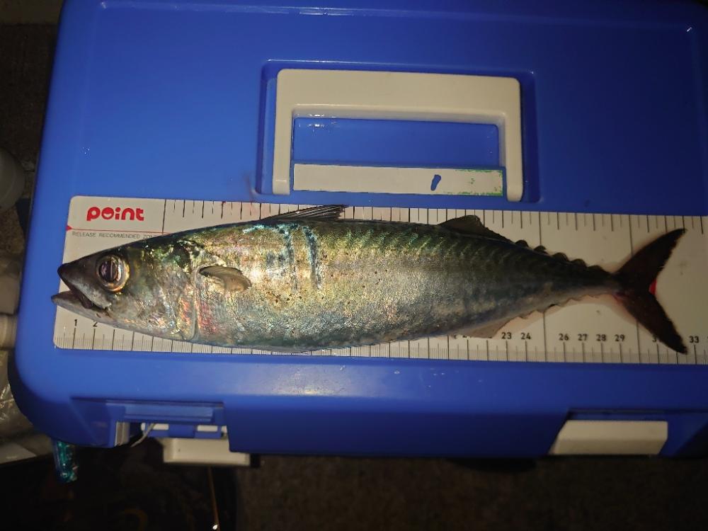 大サバ釣り終盤戦🎣