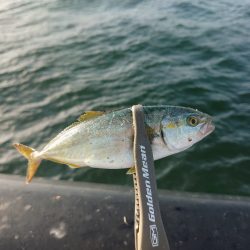 ショアジギング