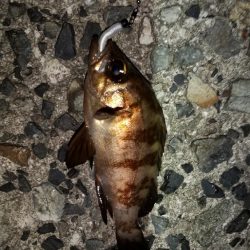 メバルを求めて