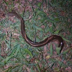 今季初うなぎ🎣