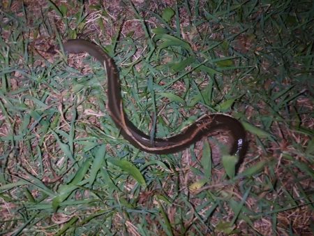 今季初うなぎ🎣