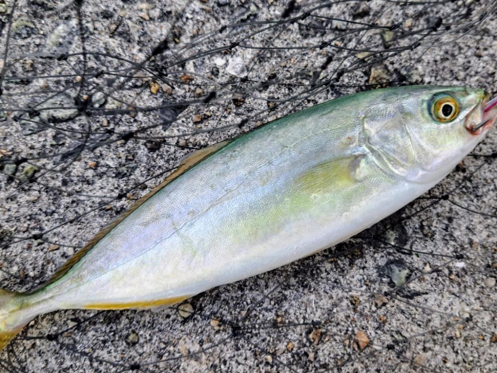 小型青物まわってました