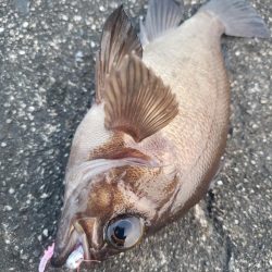 釣り散歩