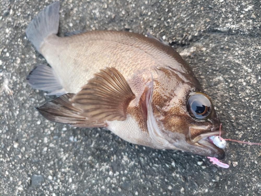釣り散歩