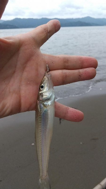 キス釣り～連投