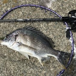 ポーズ目前からの、良型連発