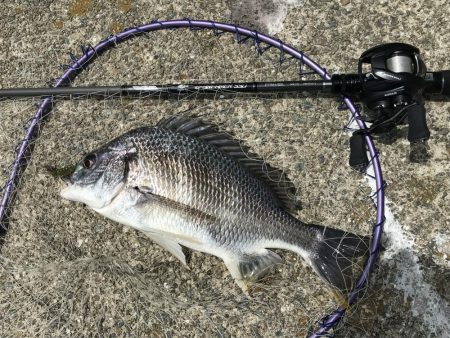 ポーズ目前からの、良型連発