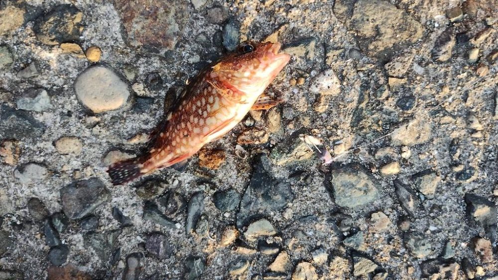 やっぱりガシラ