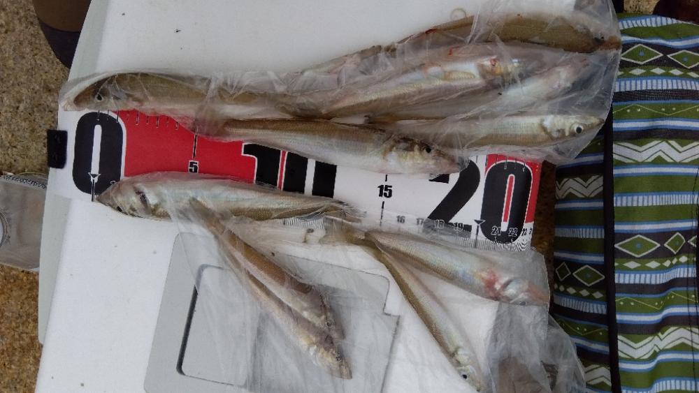 室津のキス釣り