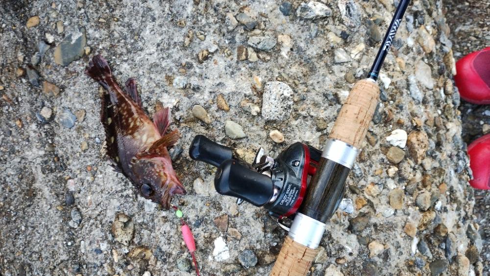 穴釣りは楽しい